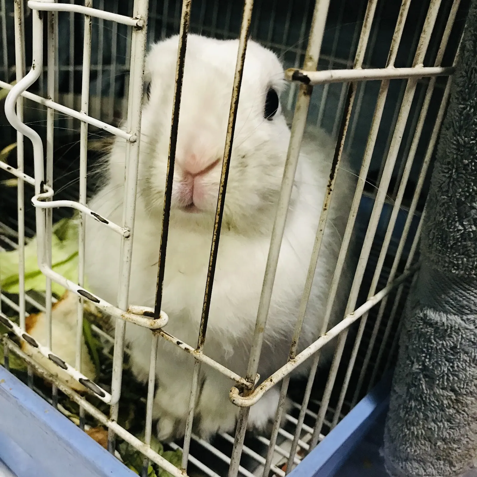 毛克利動物醫院