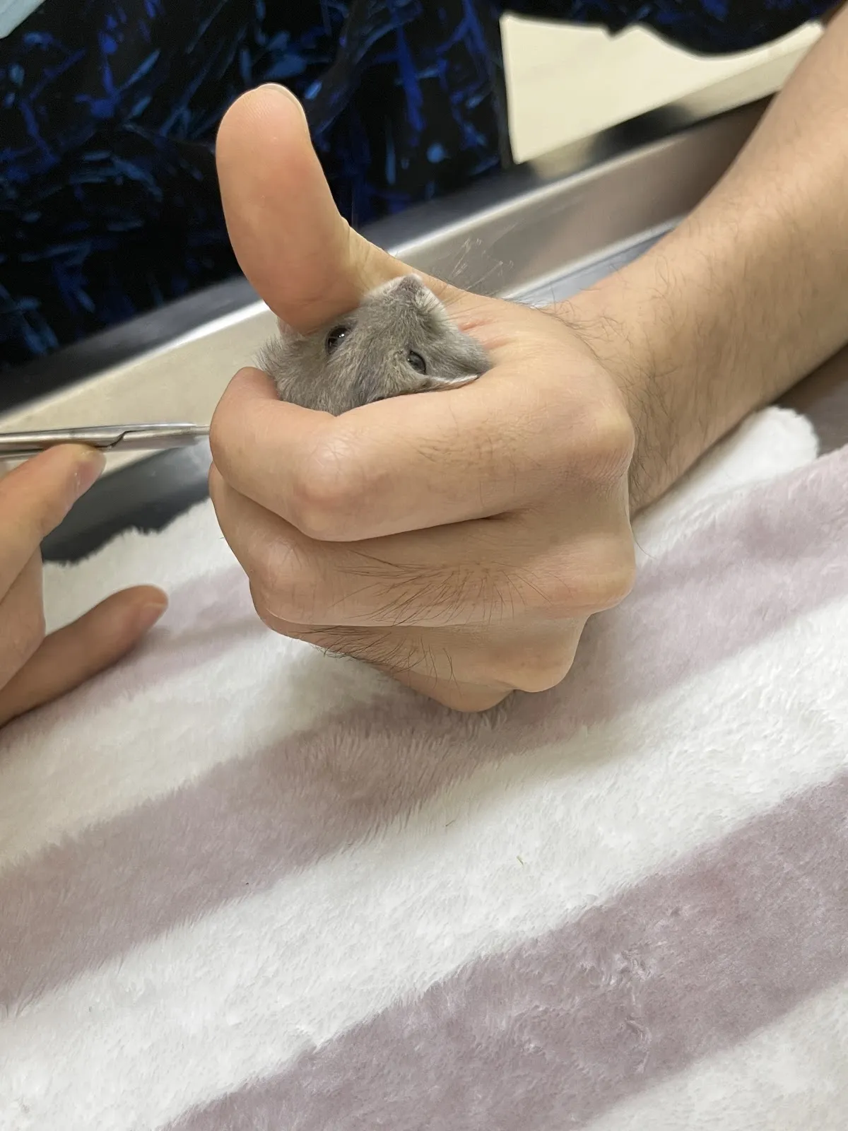 毛克利動物醫院