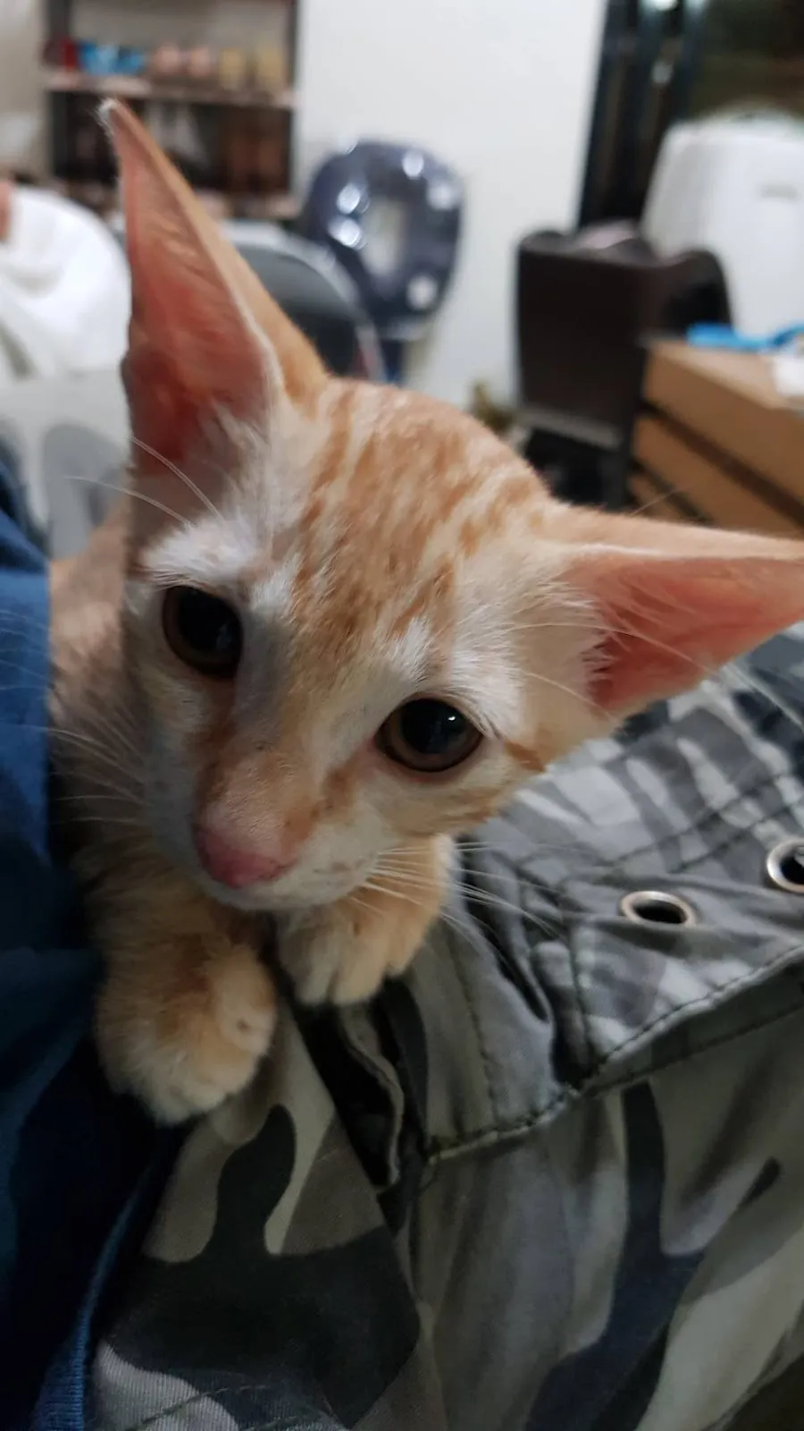 林獸醫動物診所