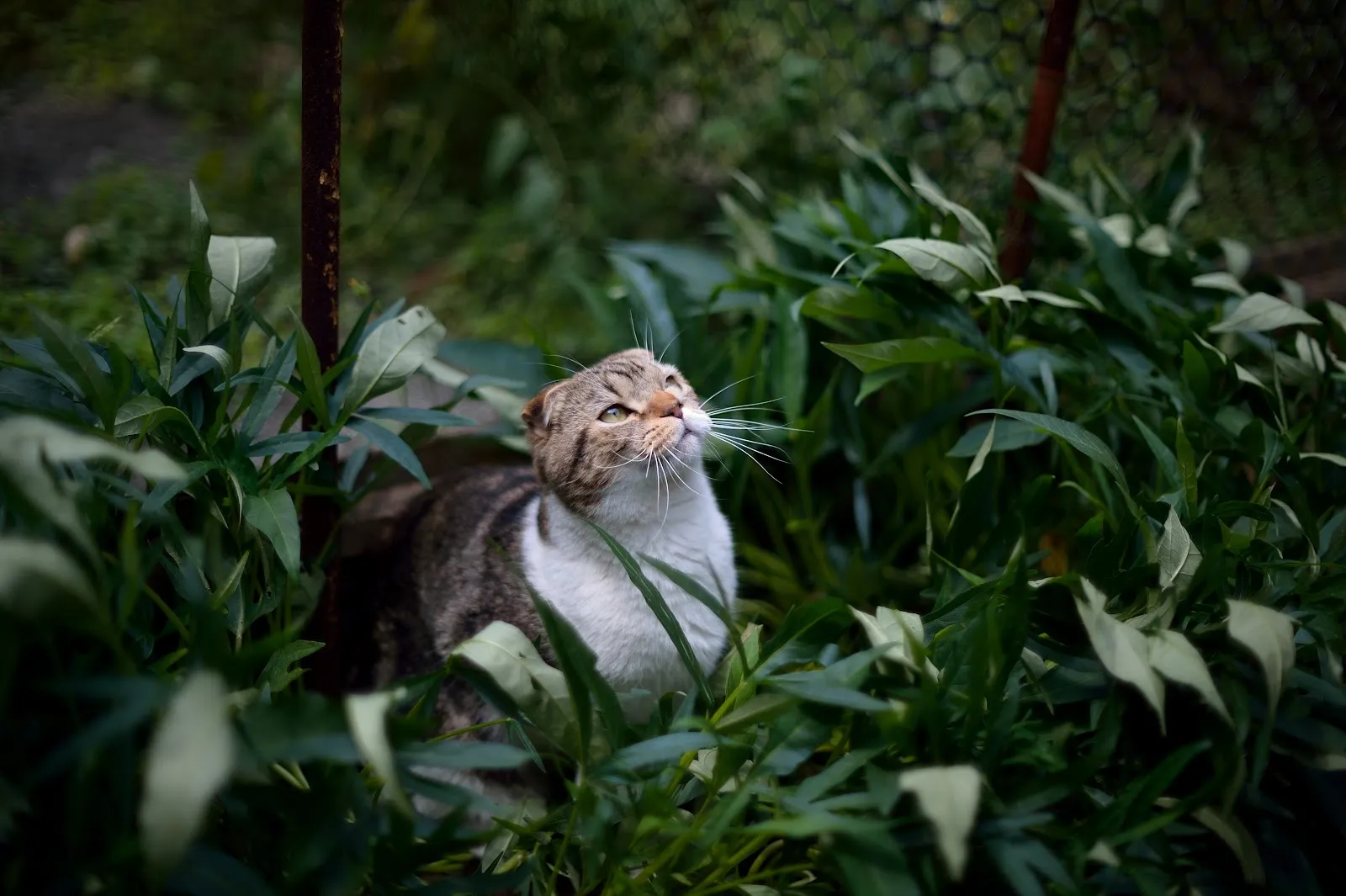 林獸醫動物診所