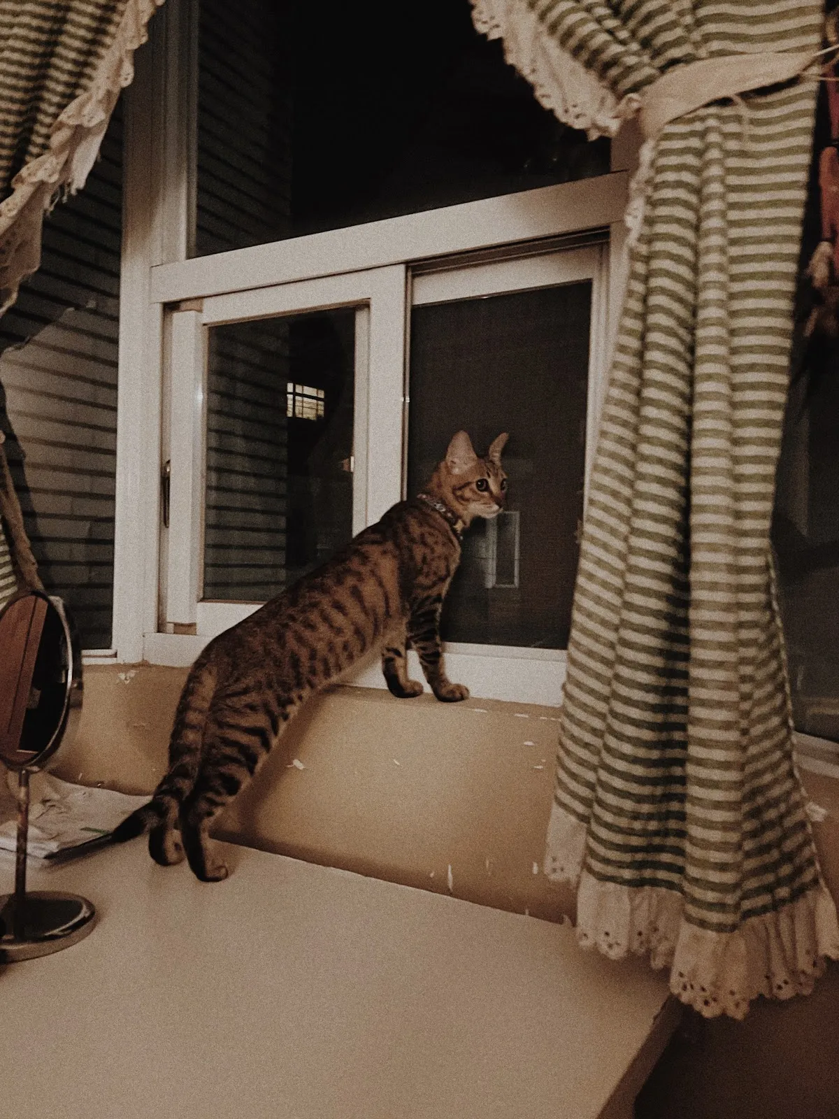 林獸醫動物診所