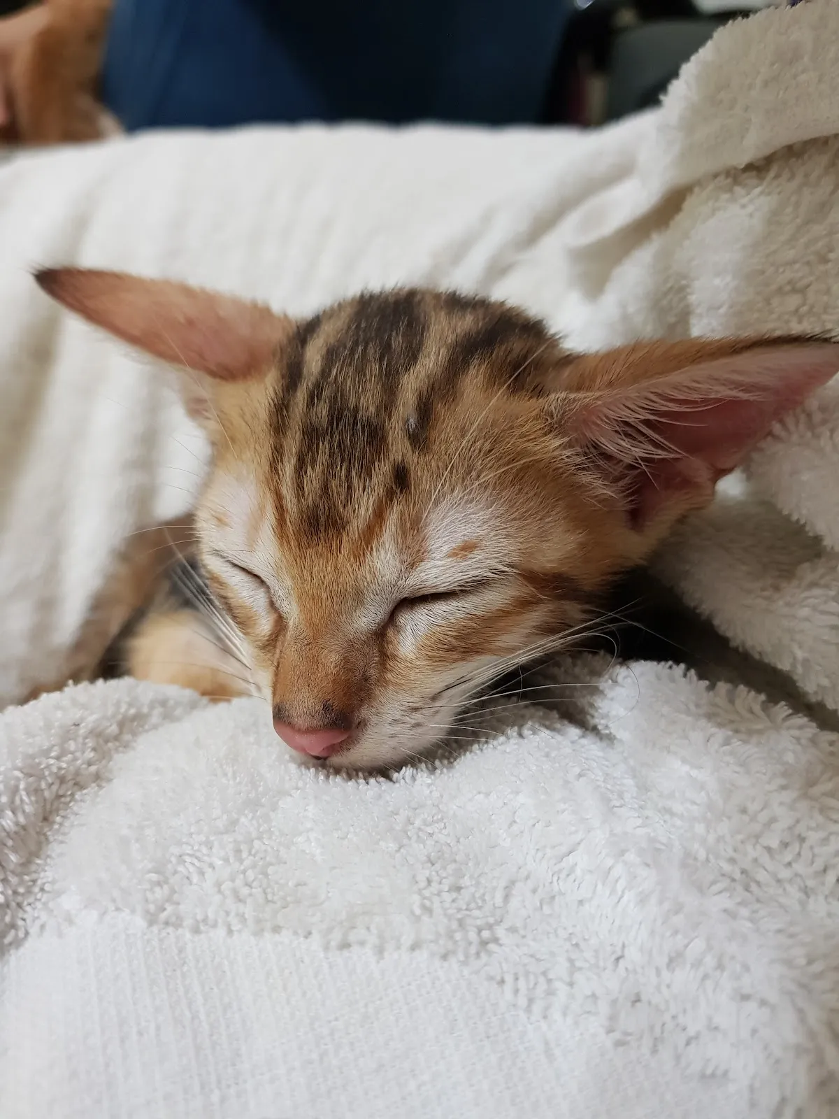 林獸醫動物診所