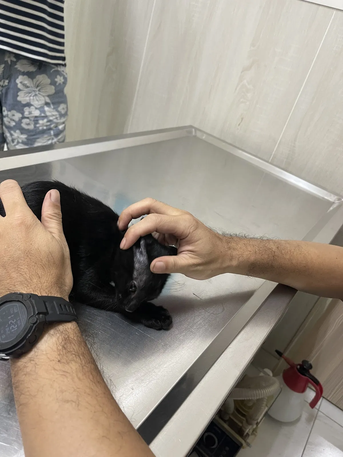 威爾頓動物醫院