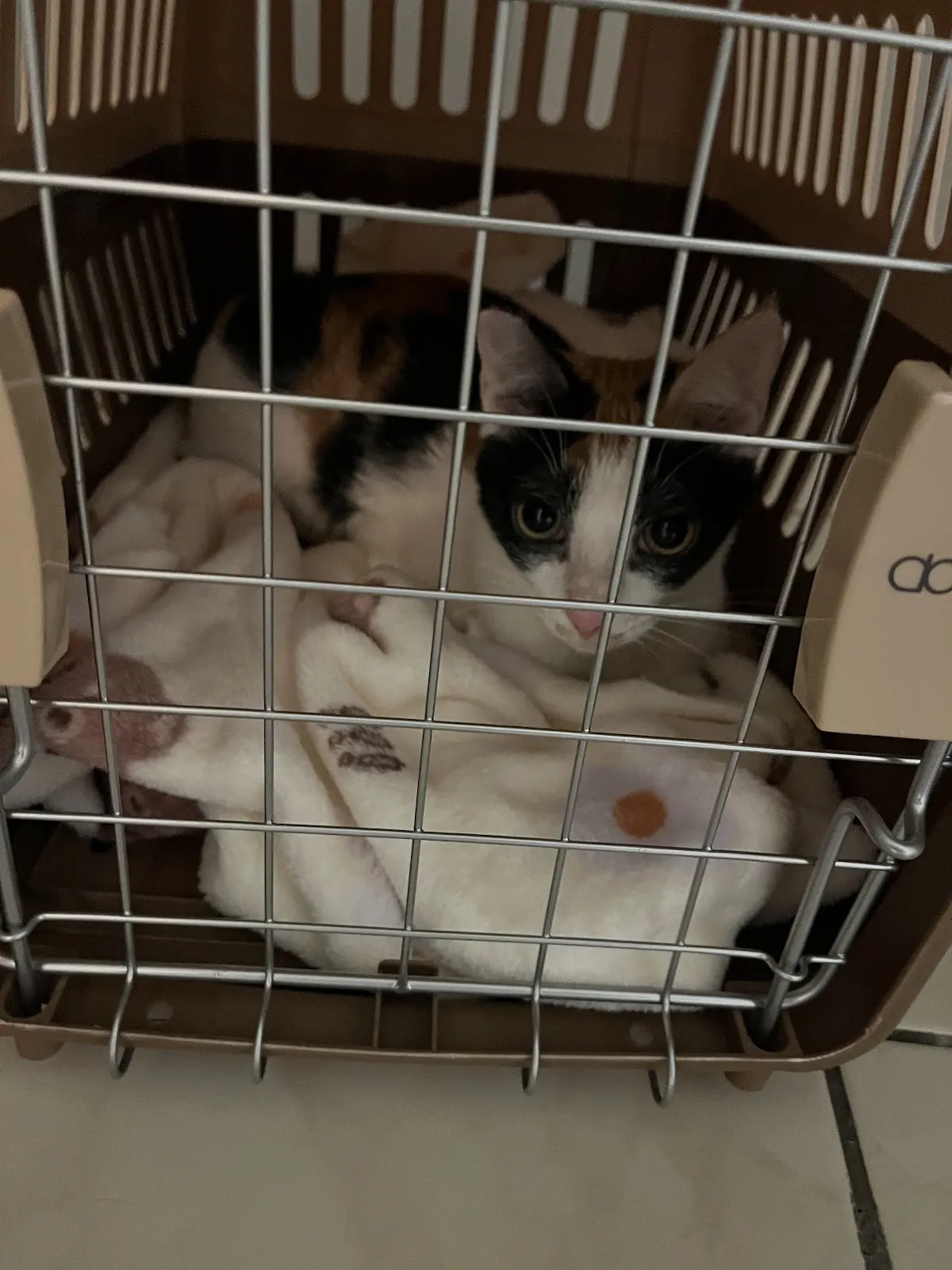 文心全國動物醫院