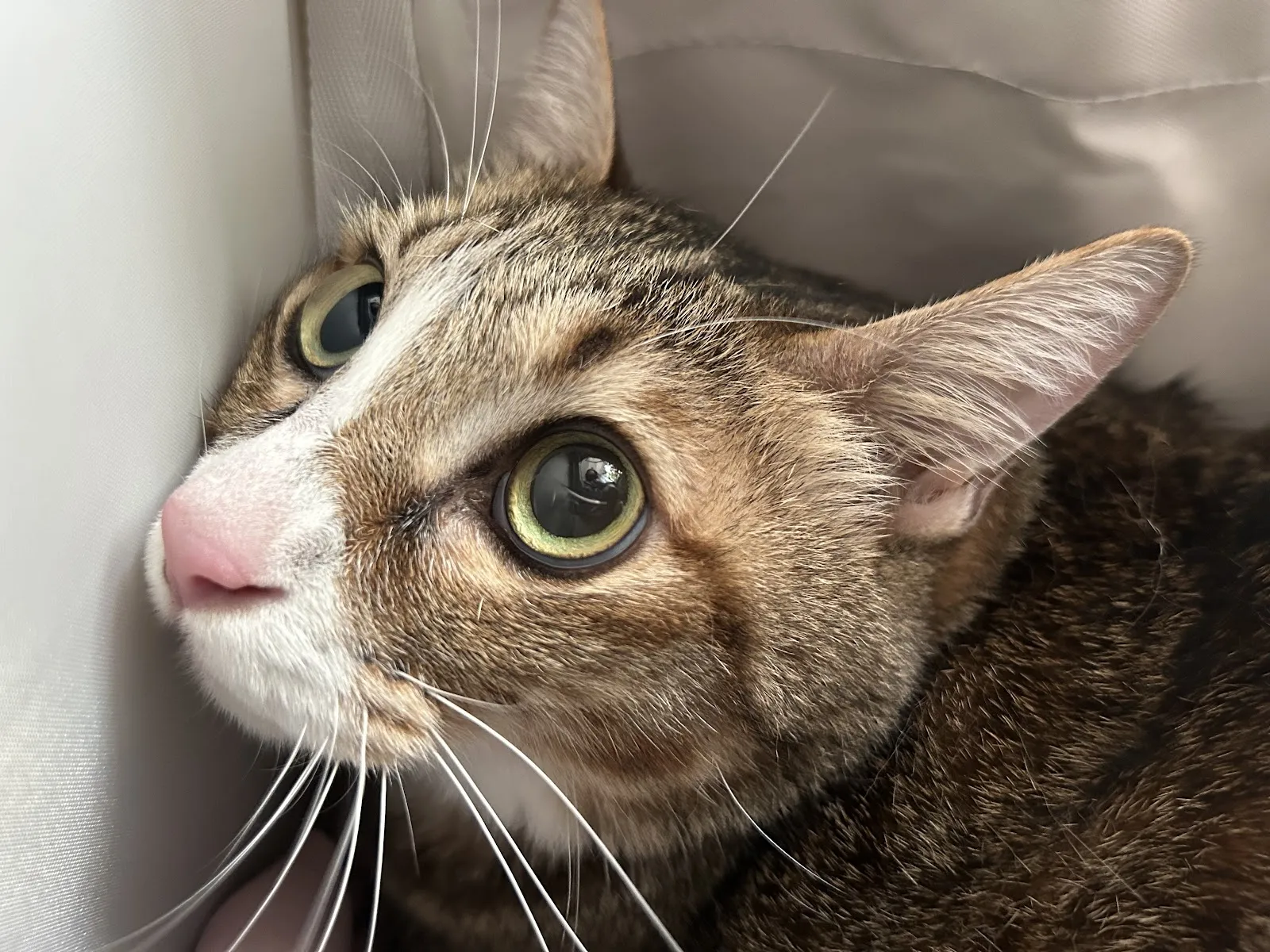 文心全國動物醫院