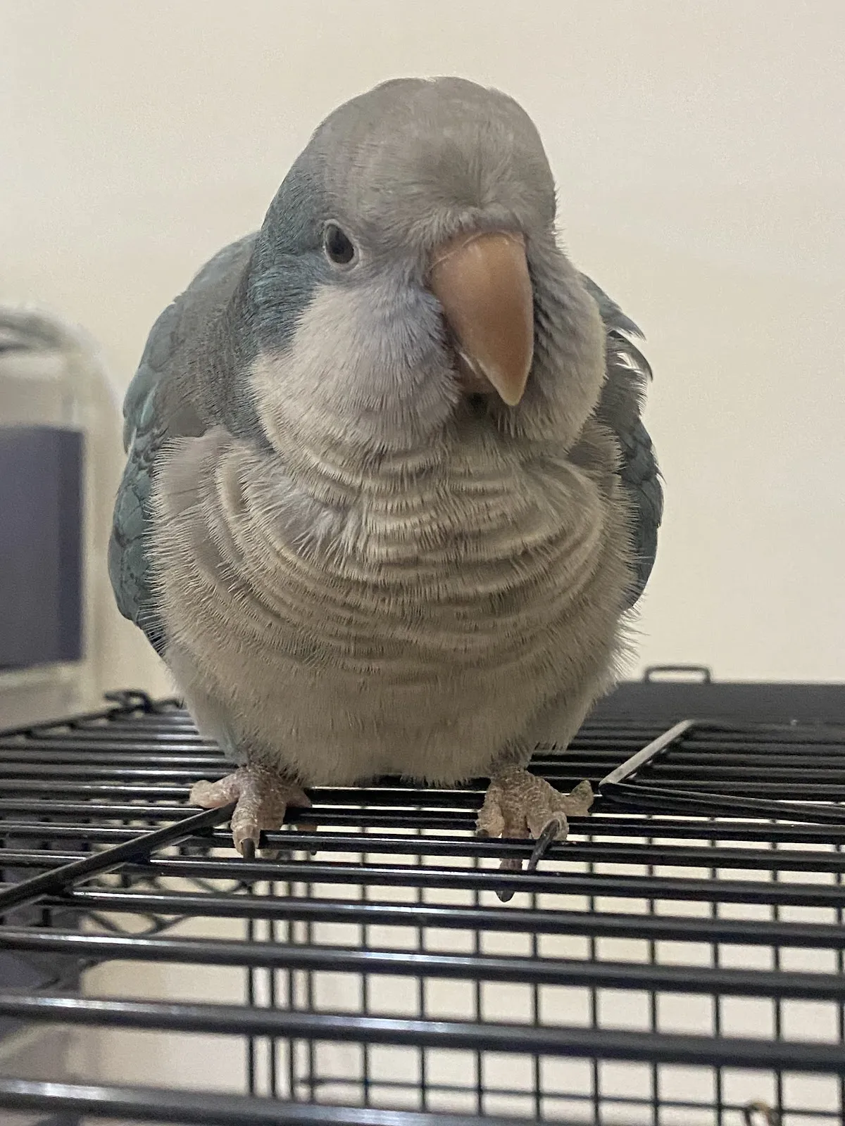 邁德氏賽鴿專科醫院