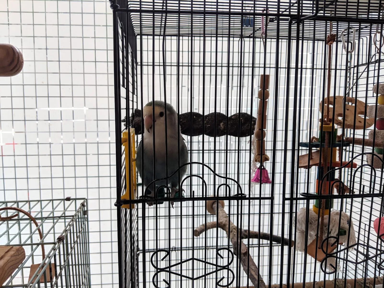 邁德氏賽鴿專科醫院