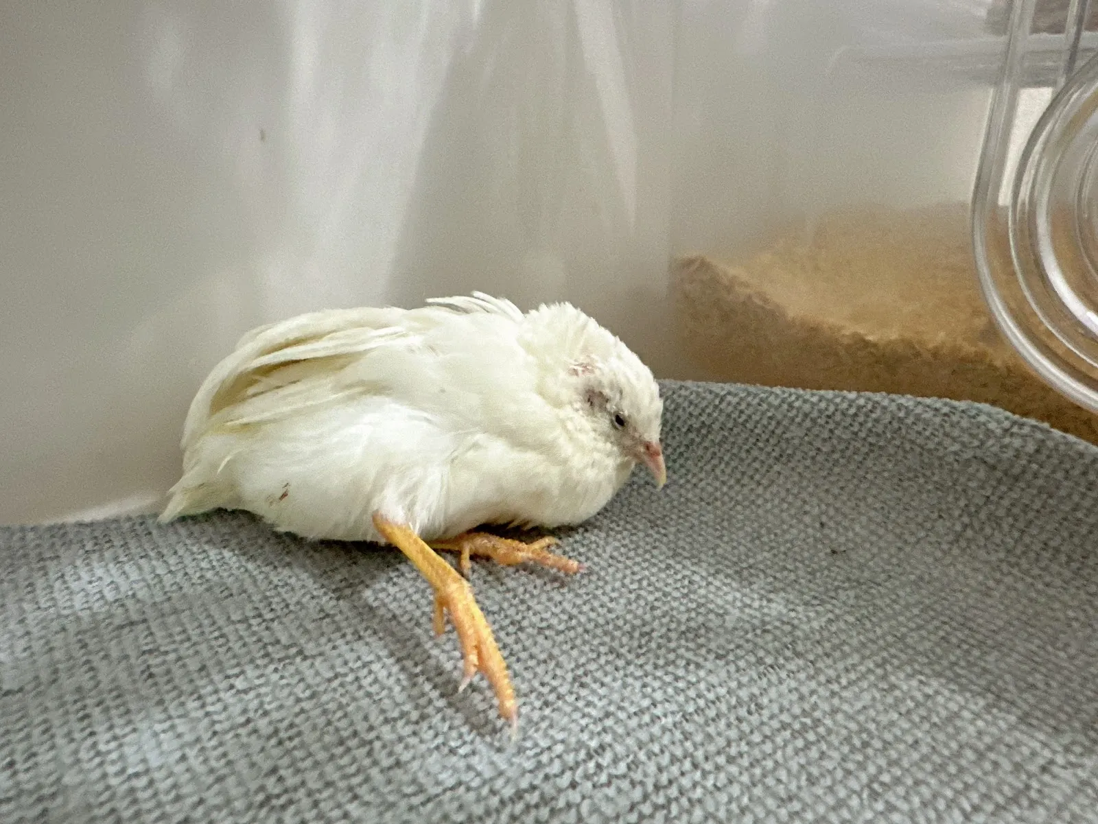 邁德氏賽鴿專科醫院