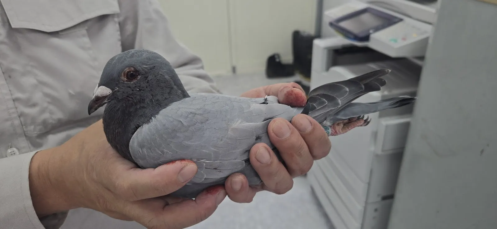 邁德氏賽鴿專科醫院