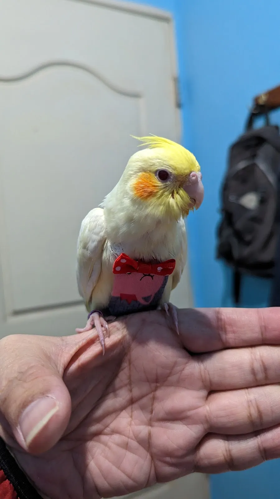 邁德氏賽鴿專科醫院