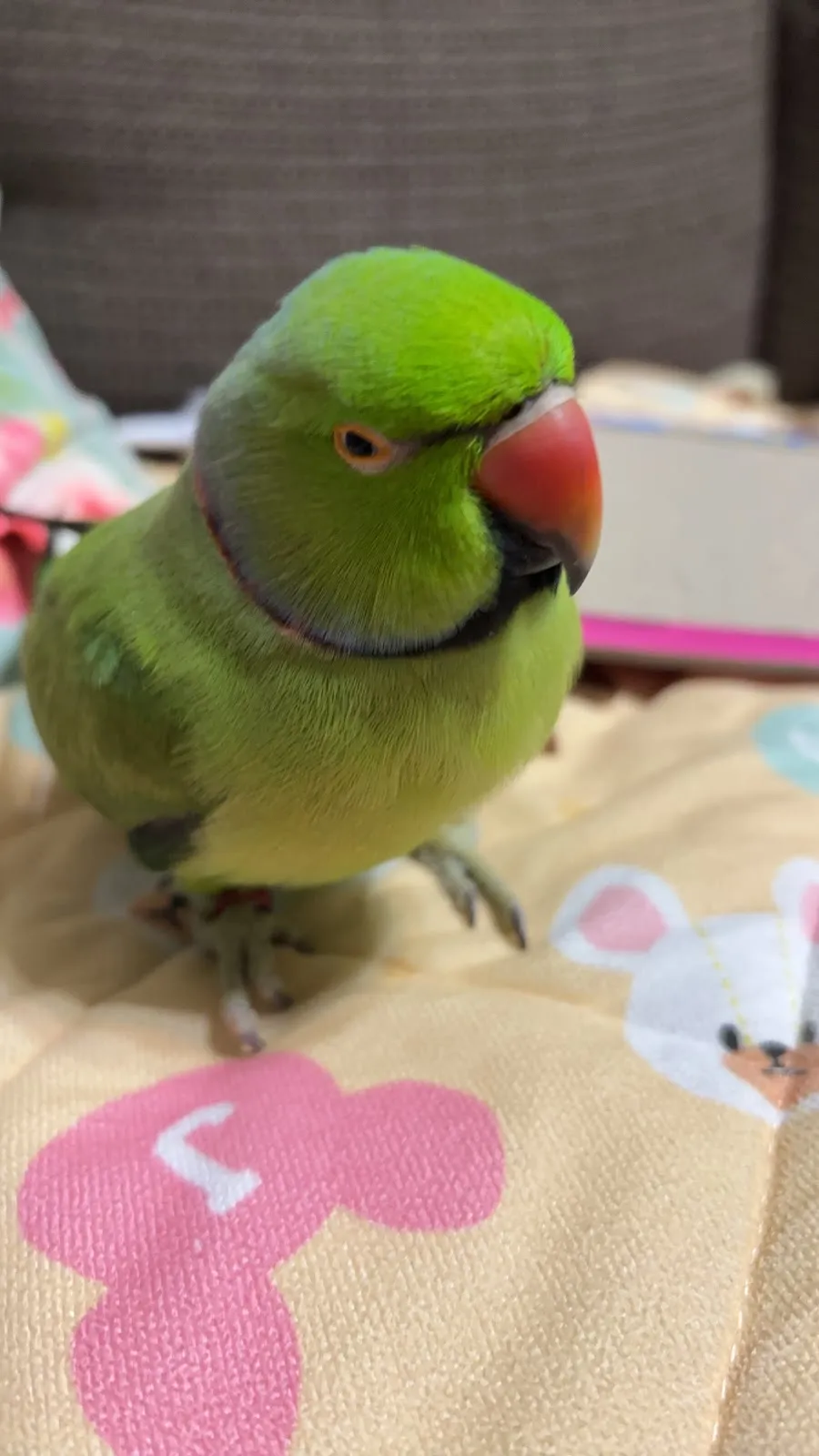 邁德氏賽鴿專科醫院