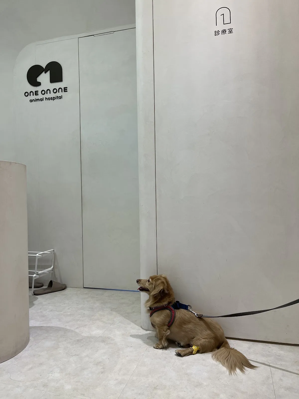 為了一隻狗開一家動物醫院