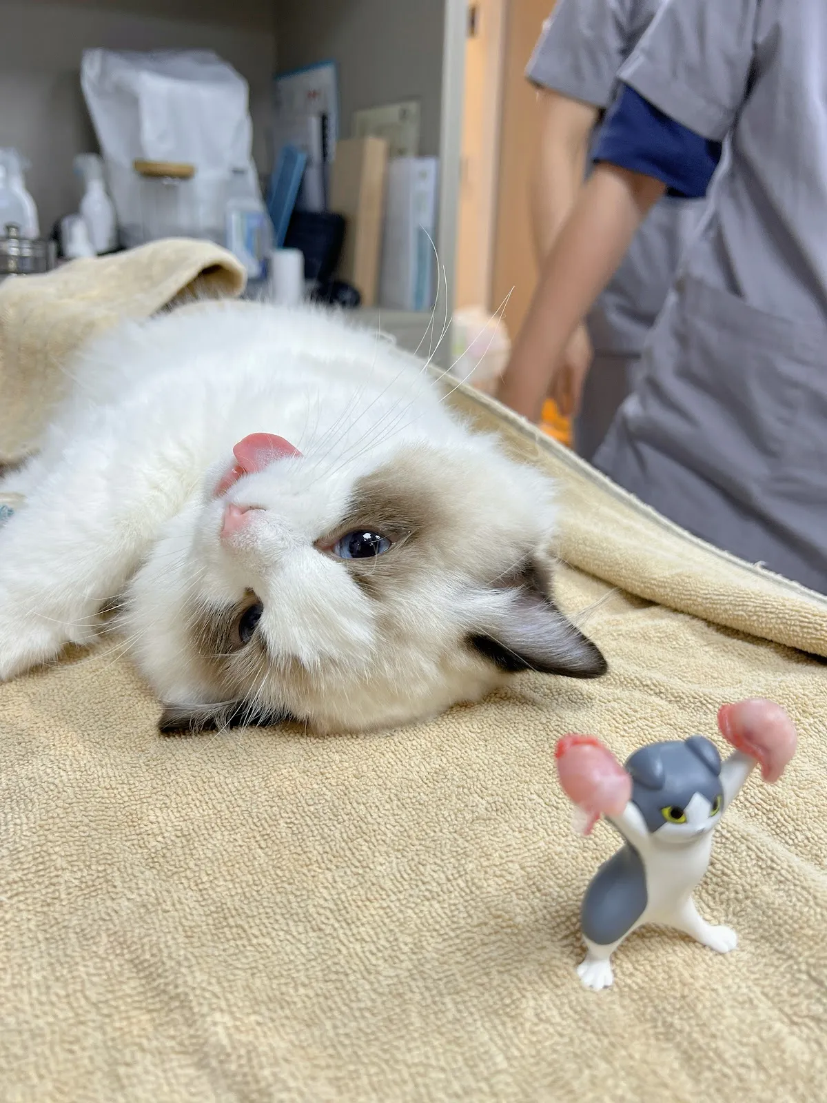 為了一隻狗開一家動物醫院