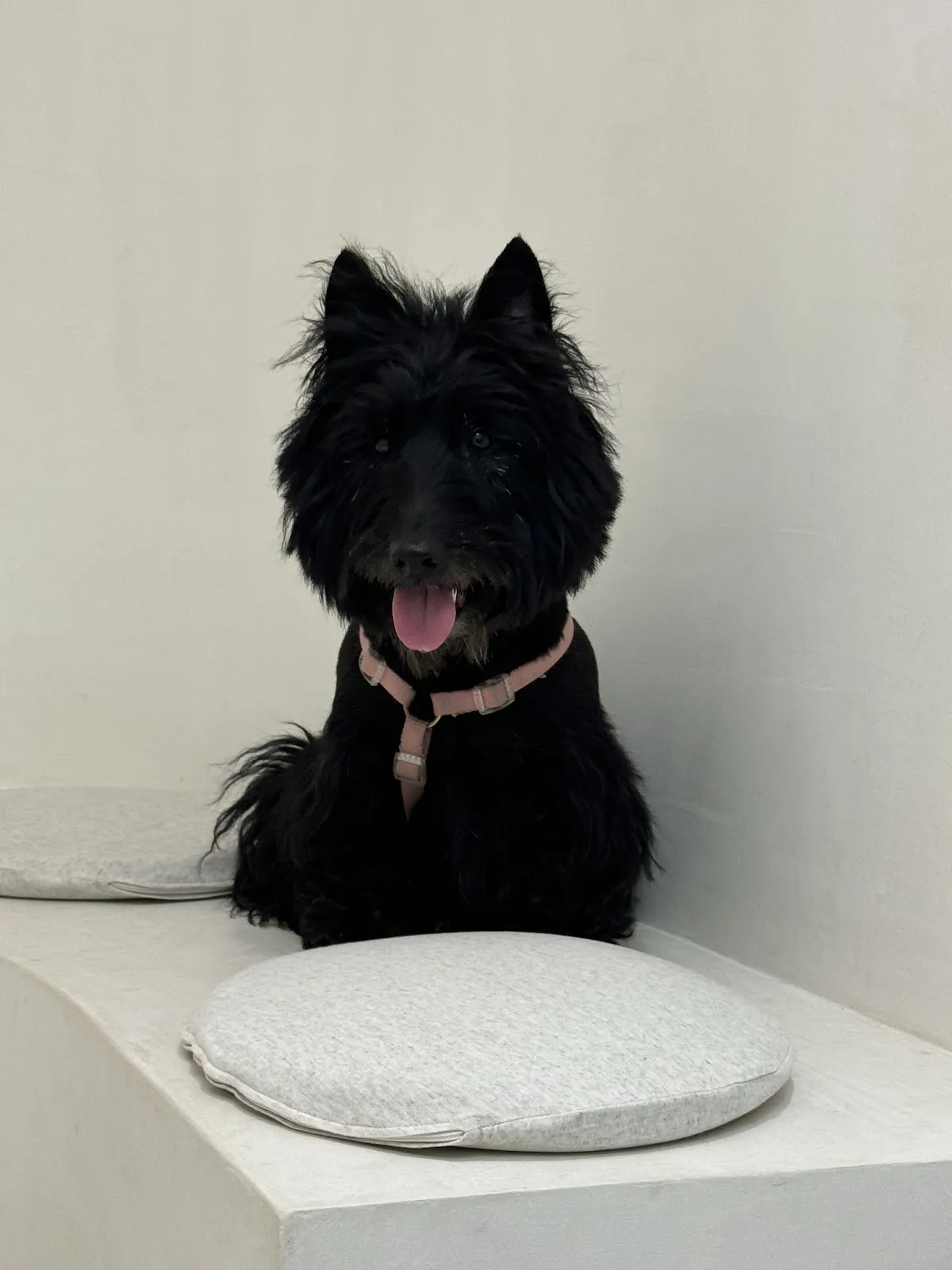 為了一隻狗開一家動物醫院