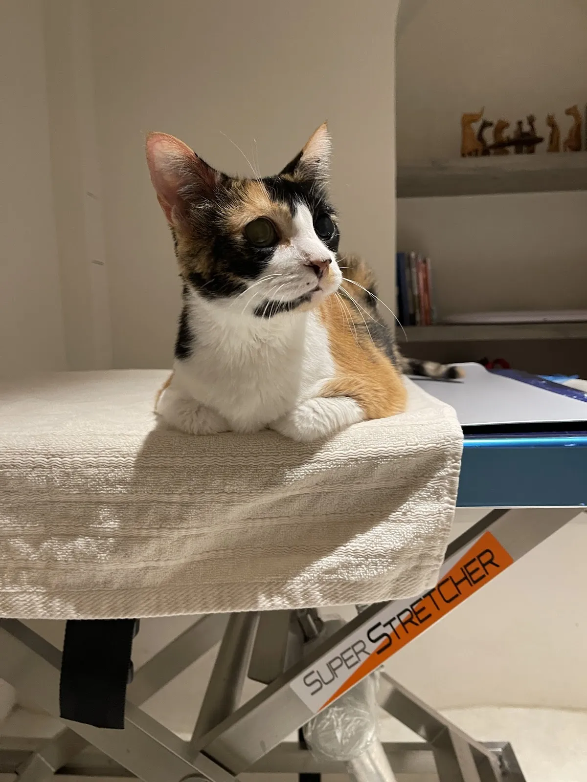 為了一隻狗開一家動物醫院