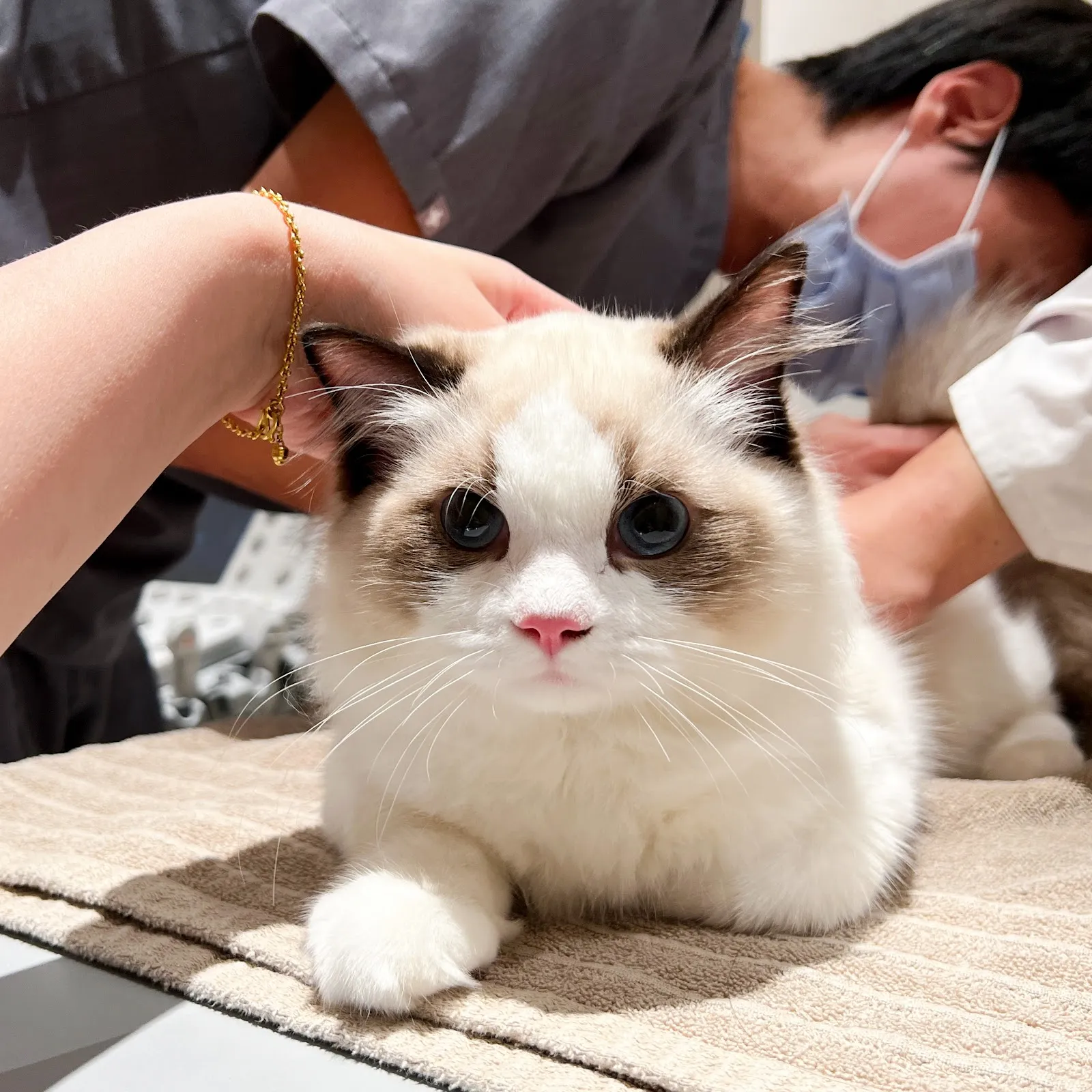 為了一隻狗開一家動物醫院