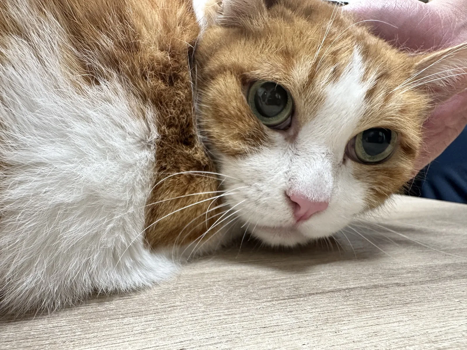 毛爾呼動物醫院