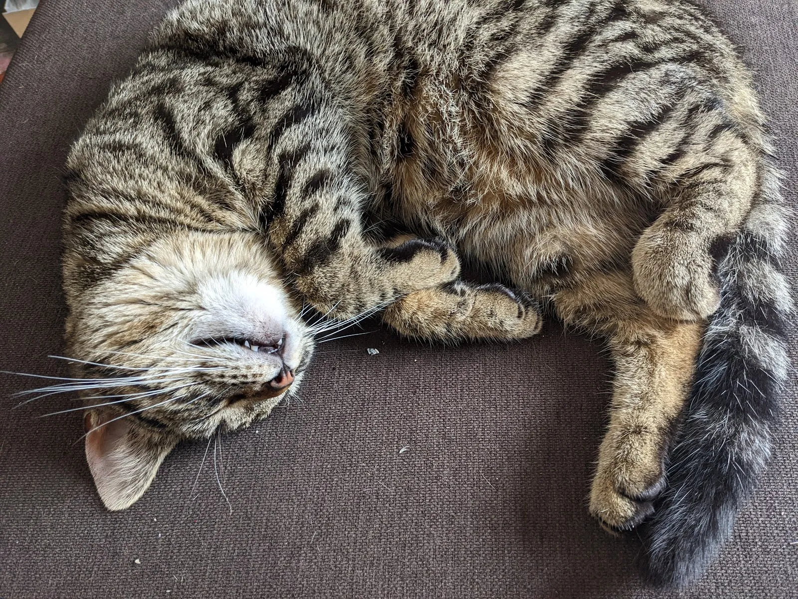 毛爾呼動物醫院