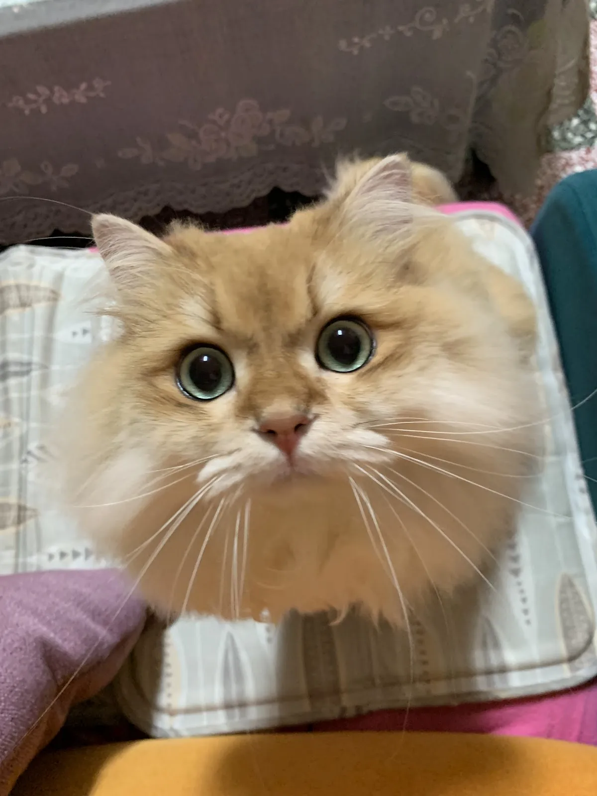 毛爾呼動物醫院