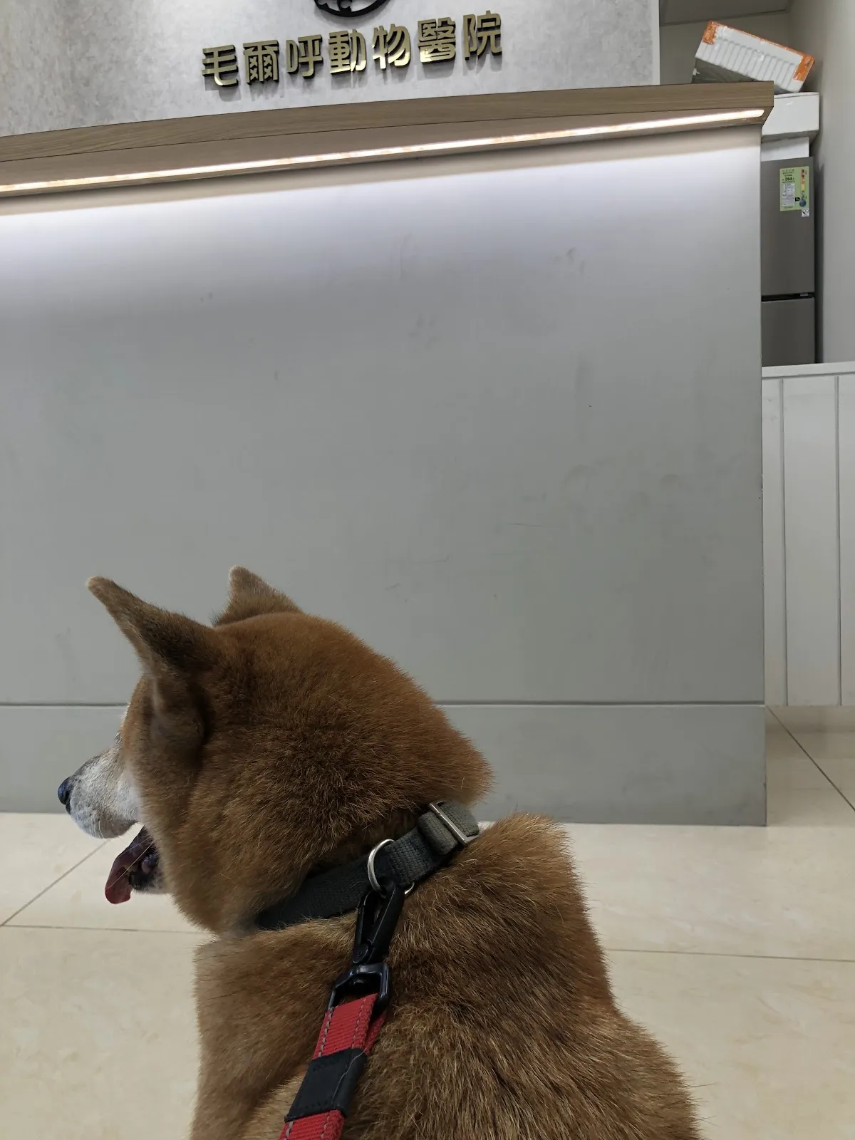 毛爾呼動物醫院