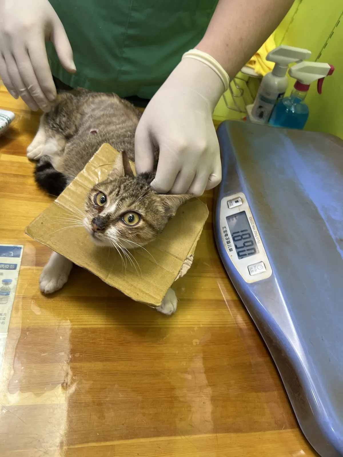 喵喵TNR動物醫院