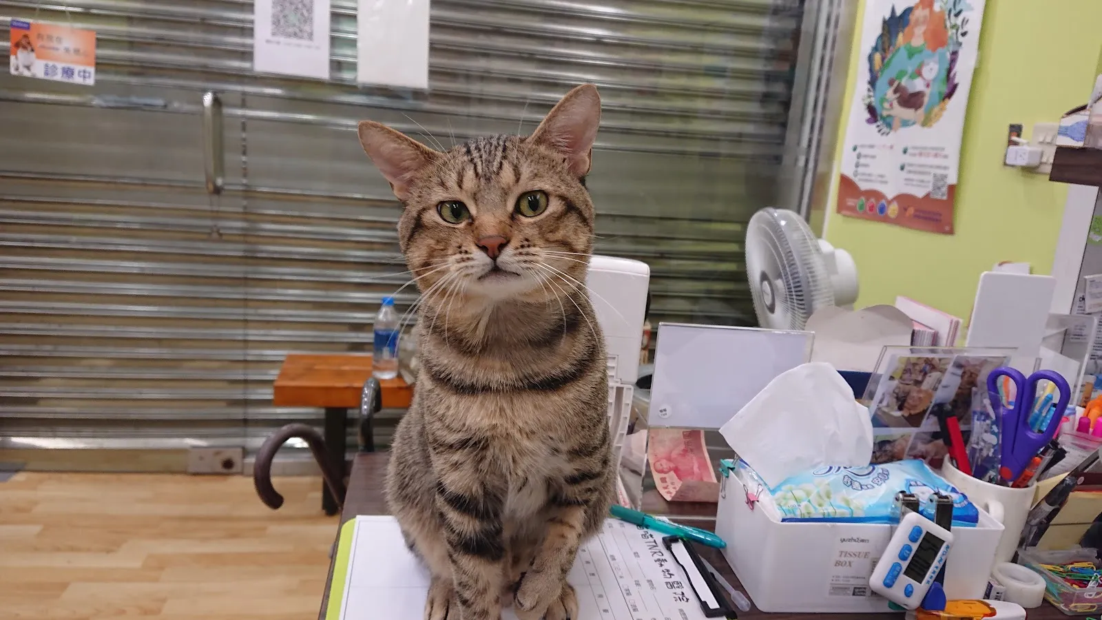 喵喵TNR動物醫院