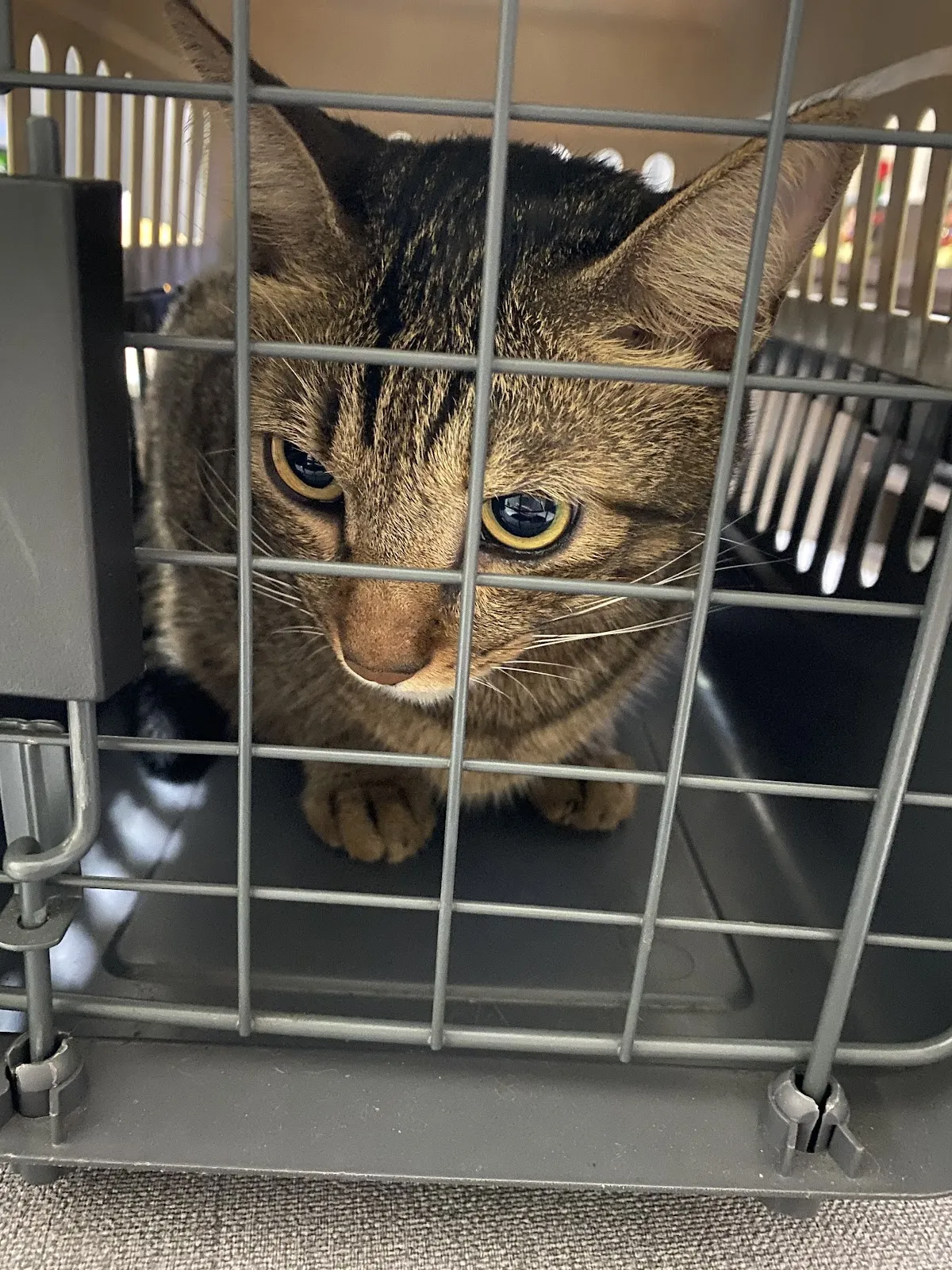 喵喵TNR動物醫院