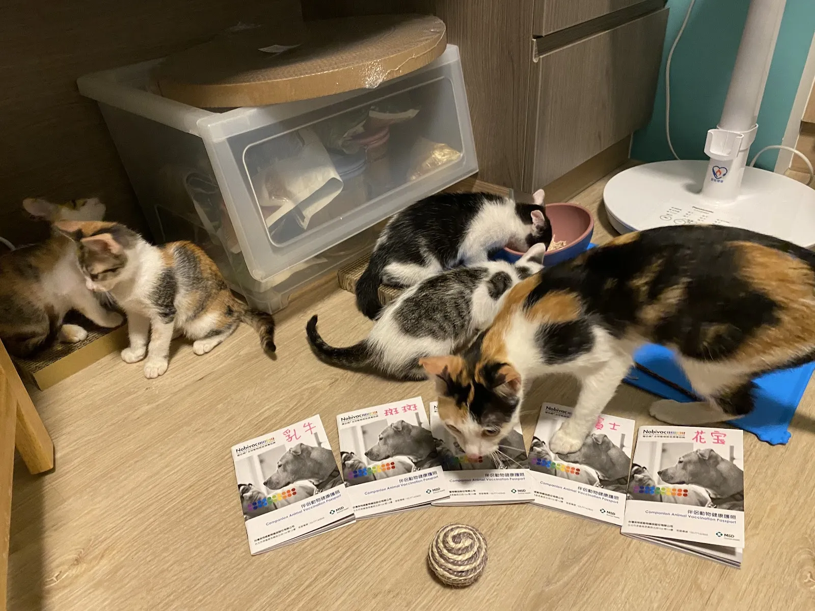 喵喵TNR動物醫院