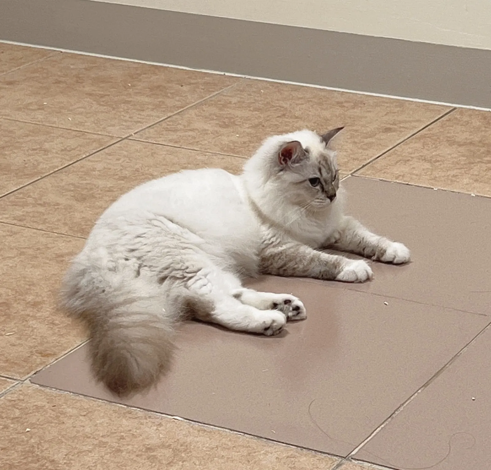 慈愛動物醫院中華分院