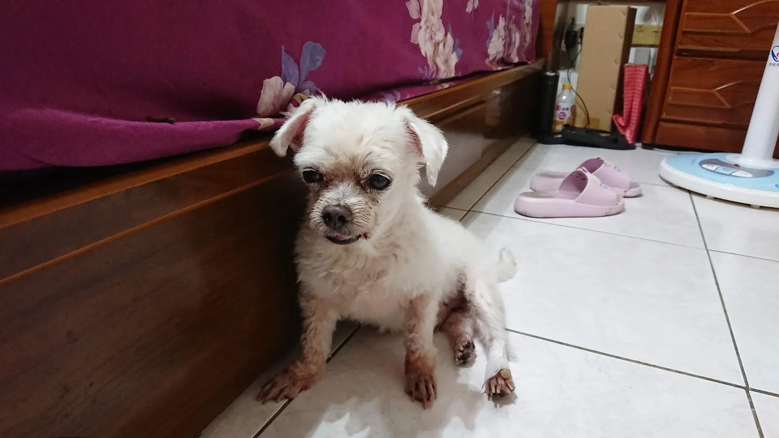 慈愛動物醫院中華分院