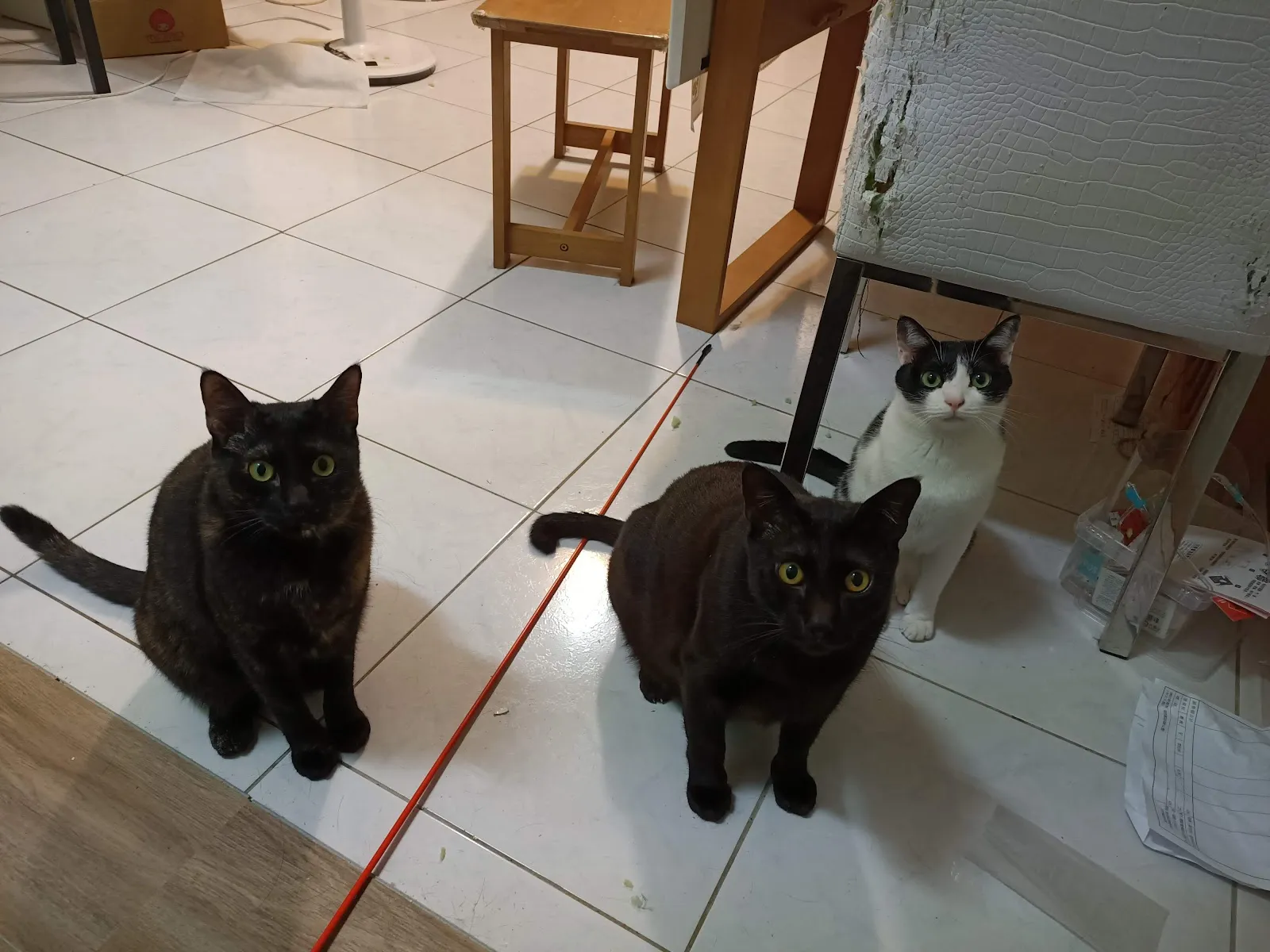 慈愛動物醫院中華分院