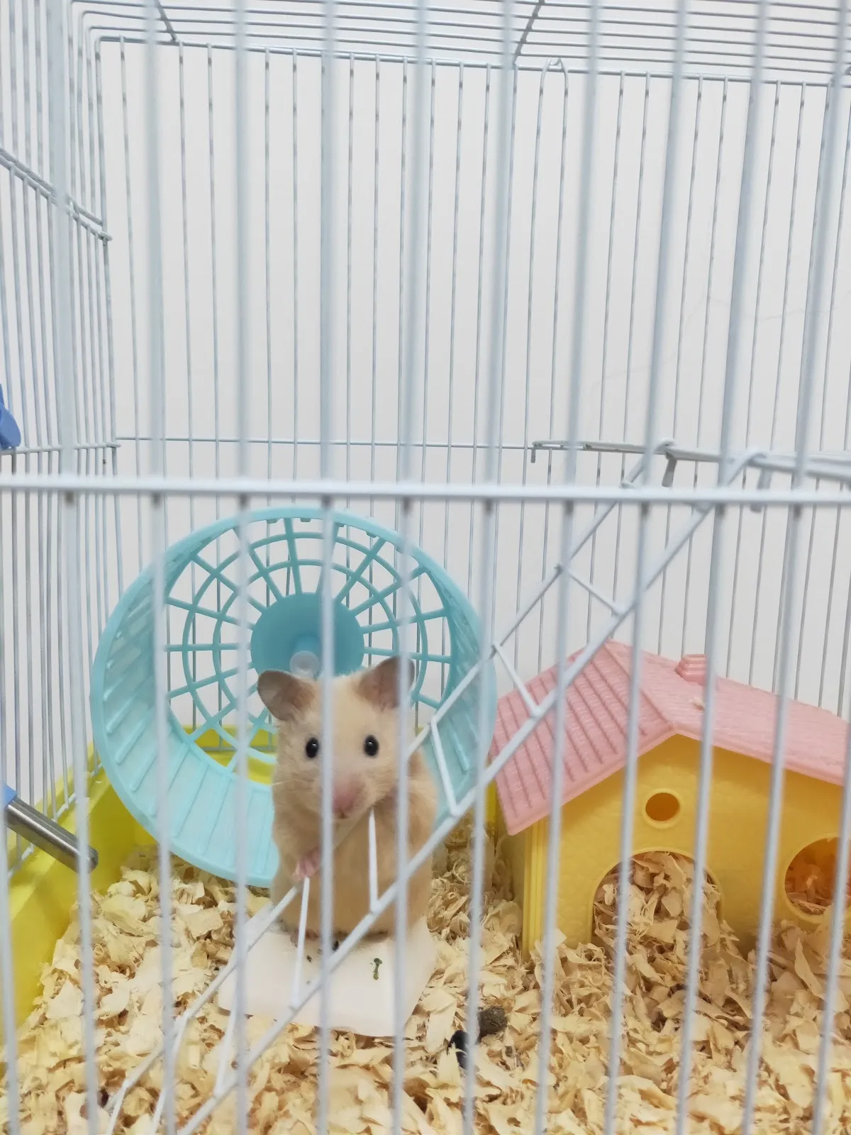 慈愛動物醫院中華分院