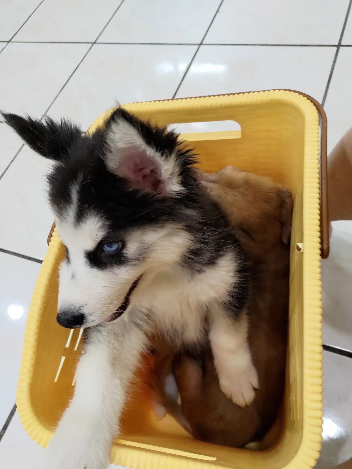 慈愛動物醫院九如分院