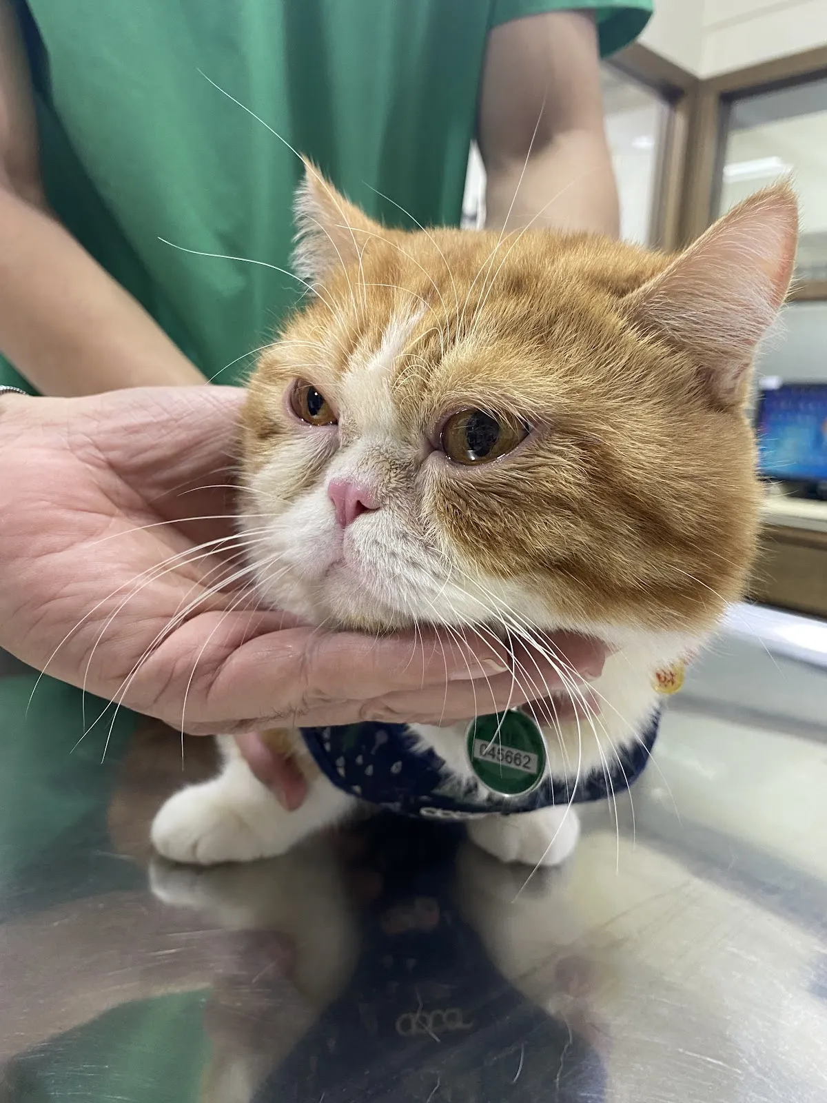 慈愛動物醫院九如分院