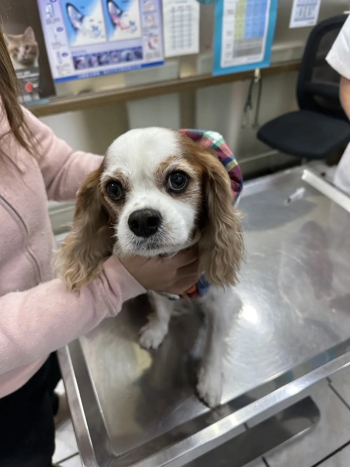 慈愛動物醫院九如分院