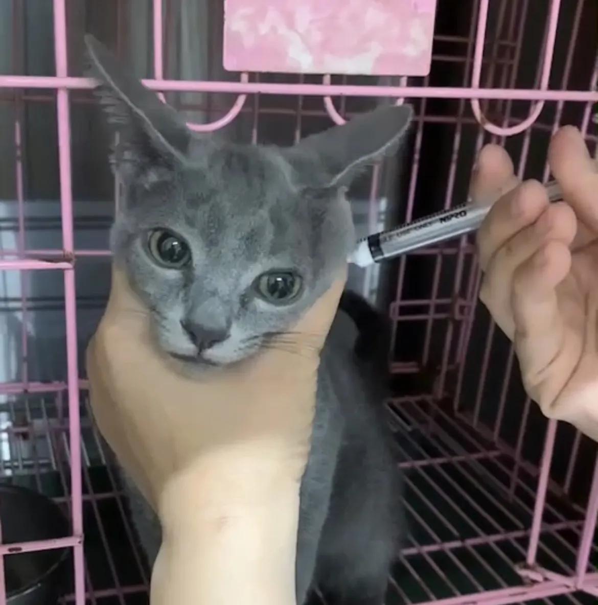 欣欣動物醫院