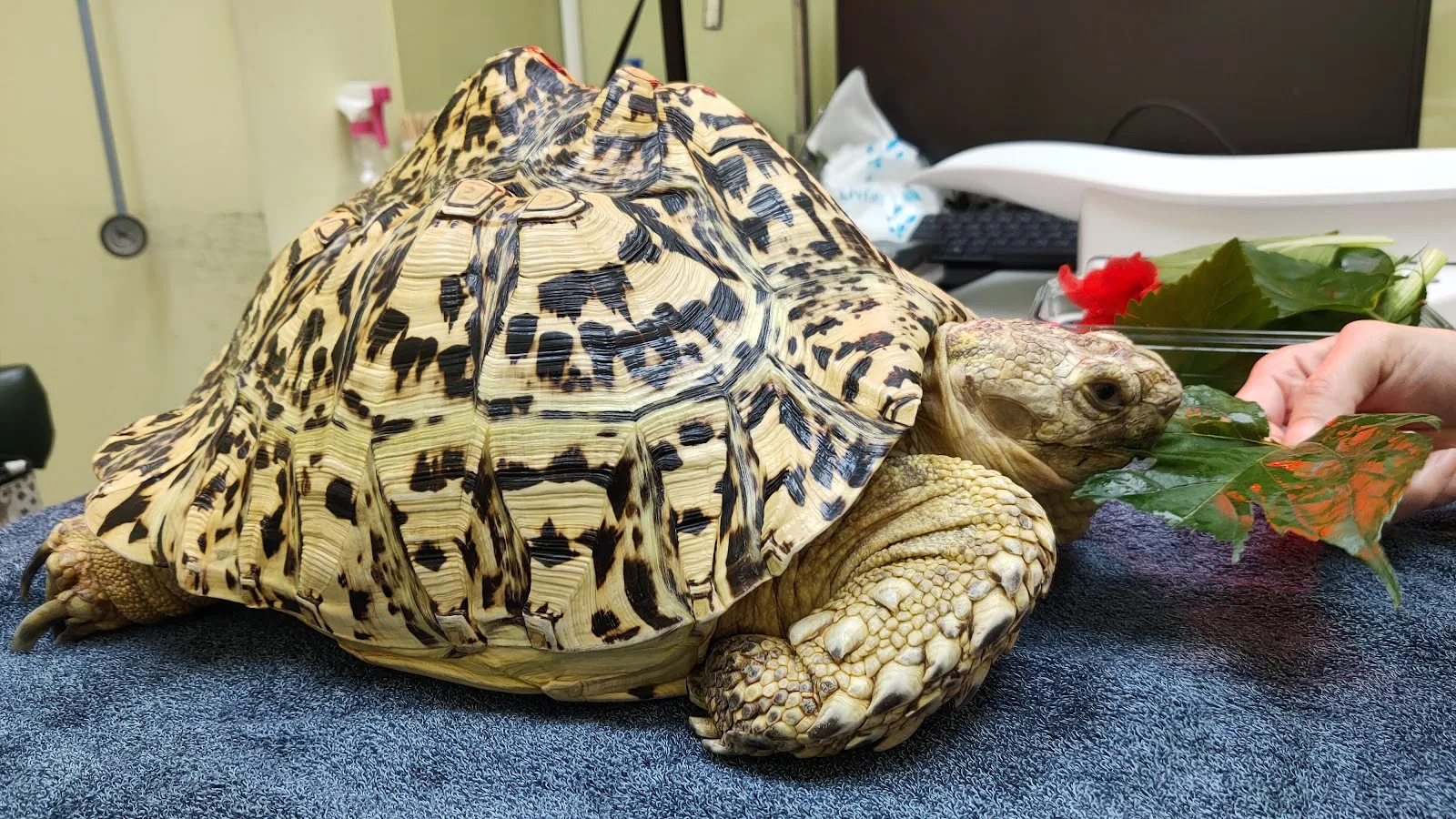 不萊梅特殊寵物專科醫院