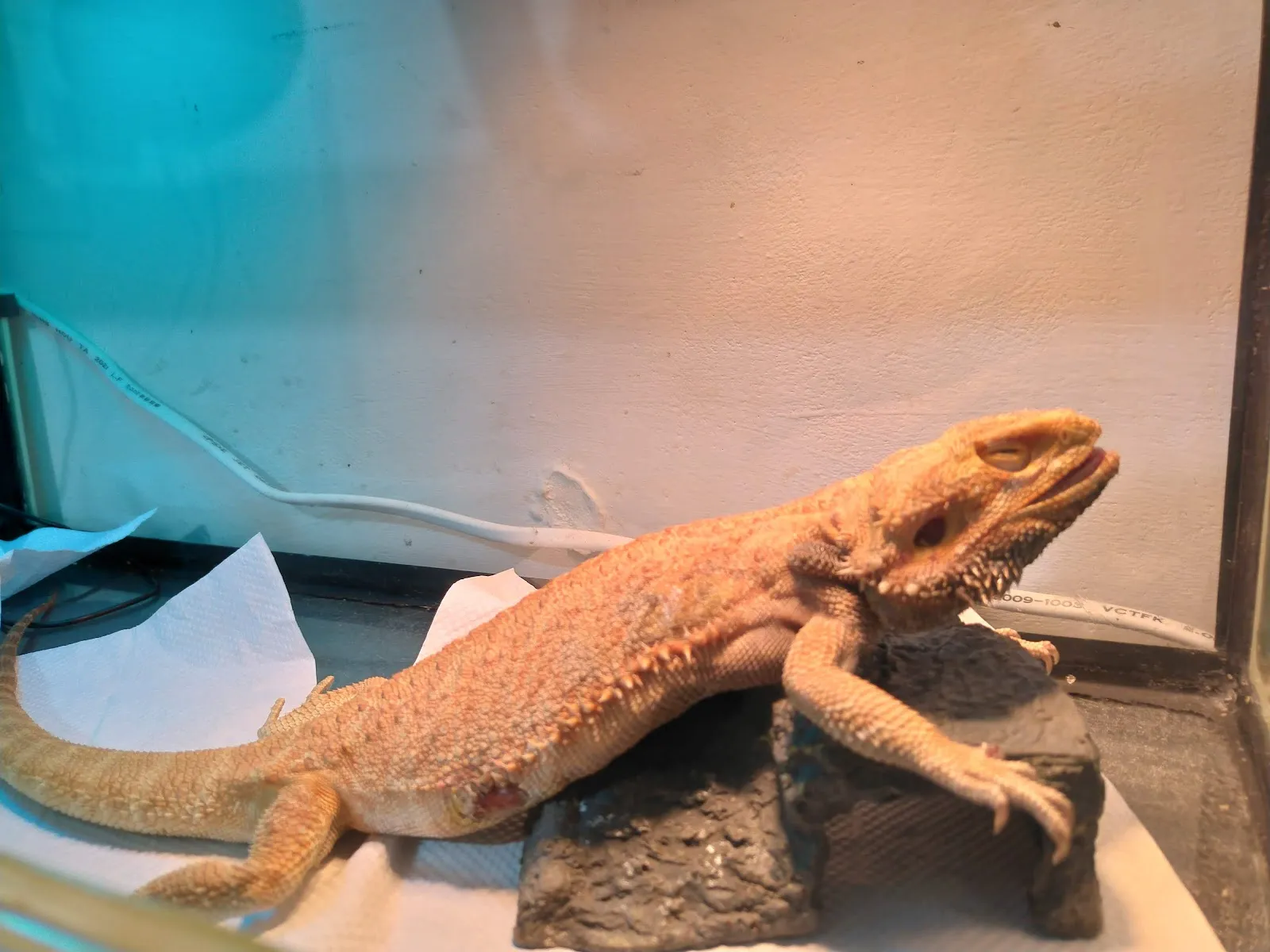 不萊梅特殊寵物專科醫院