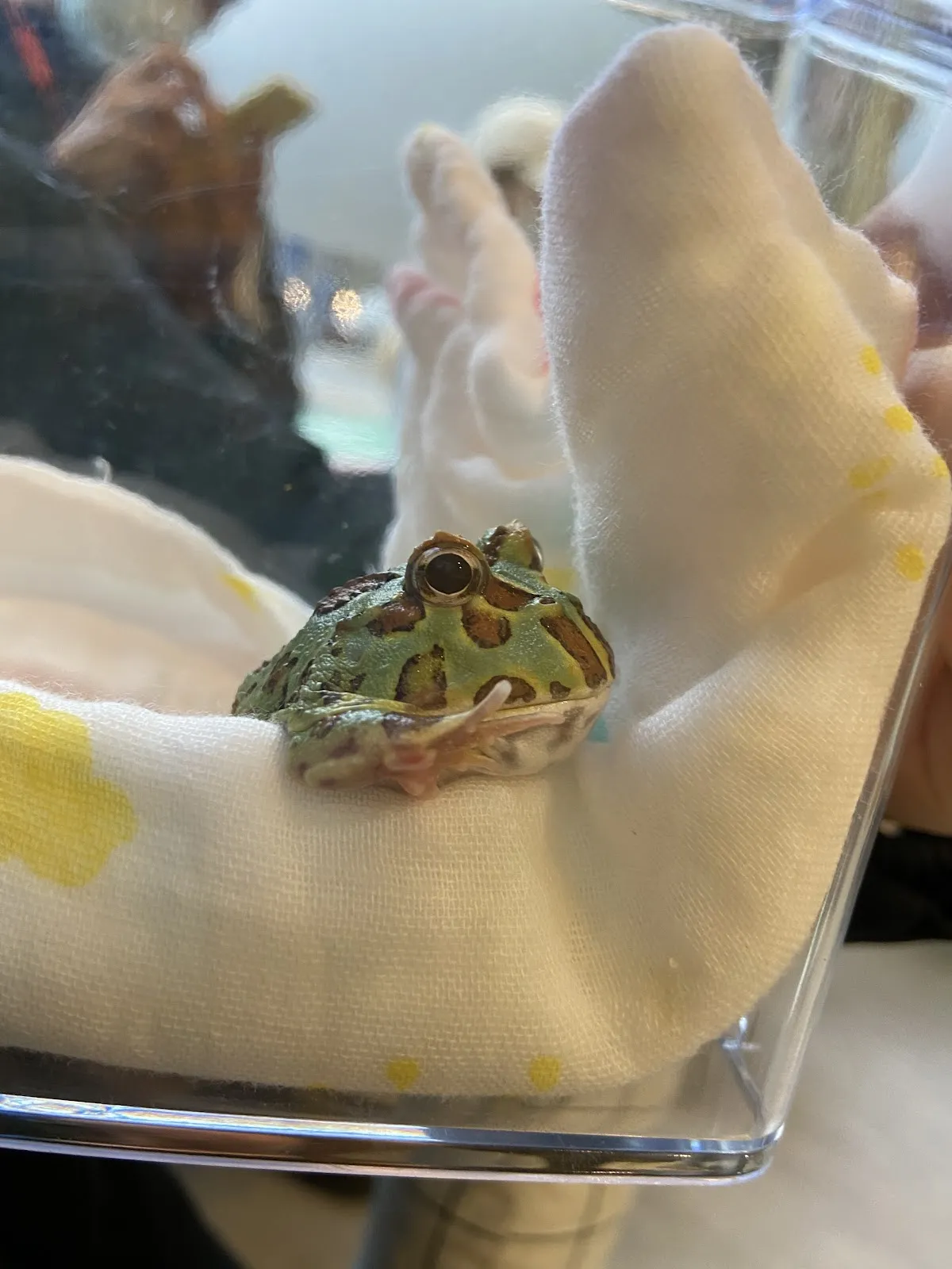 不萊梅特殊寵物專科醫院