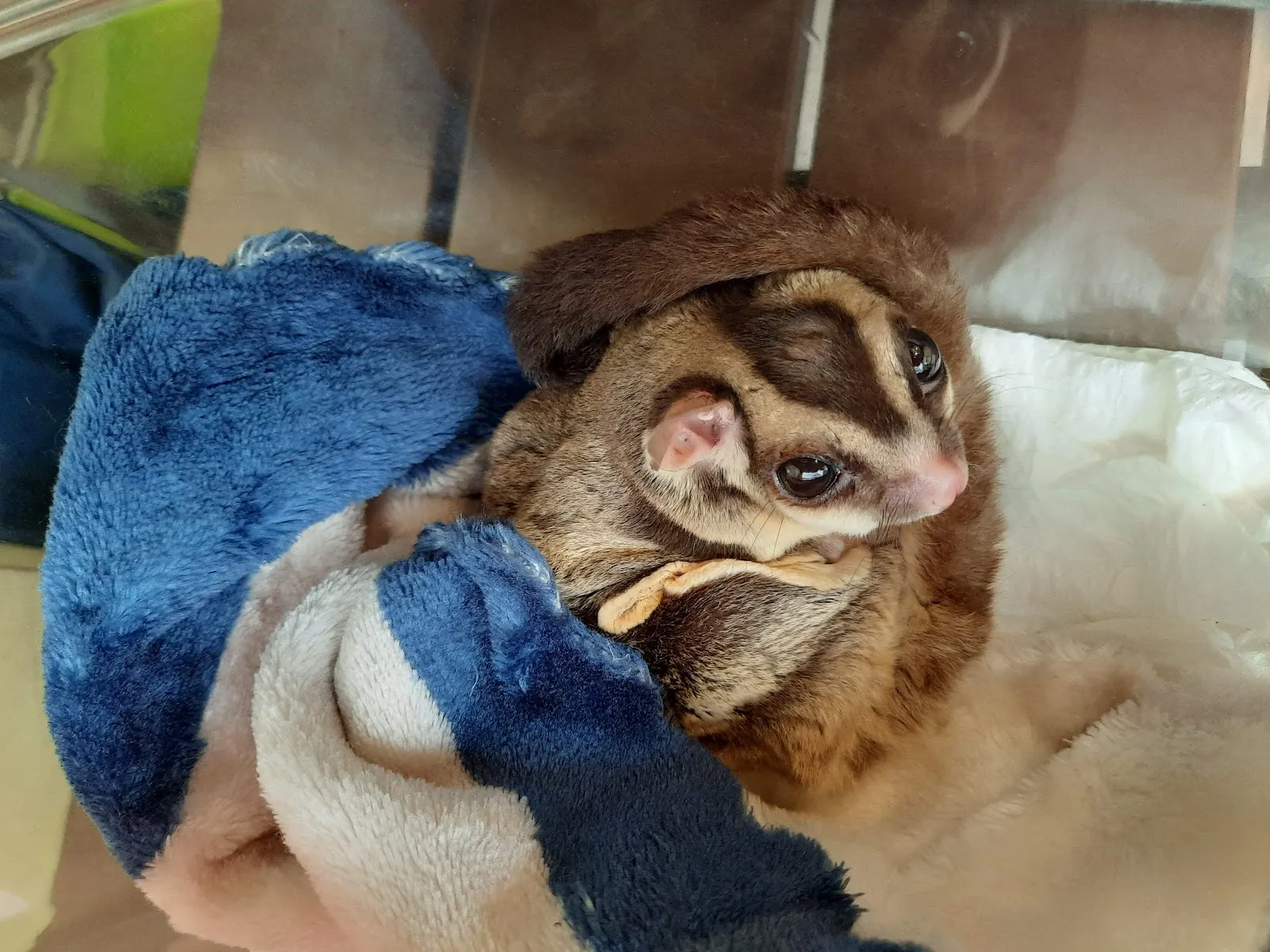 不萊梅特殊寵物專科醫院