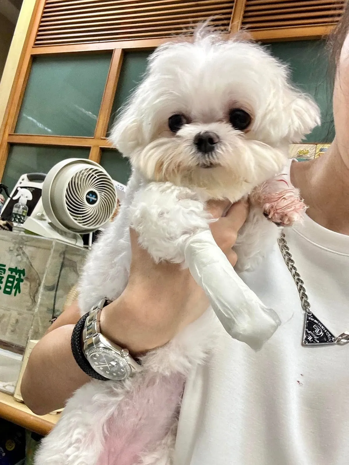 慶華動物醫院