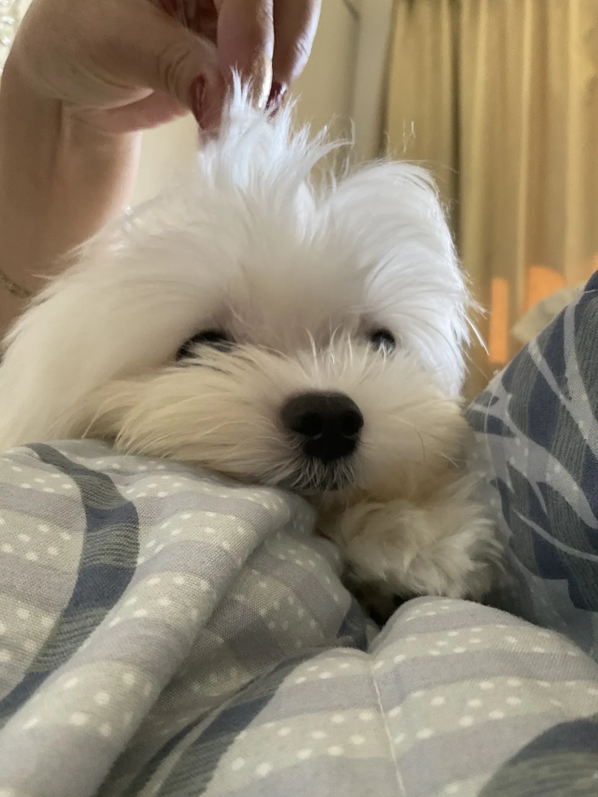 愛心堡動物醫院