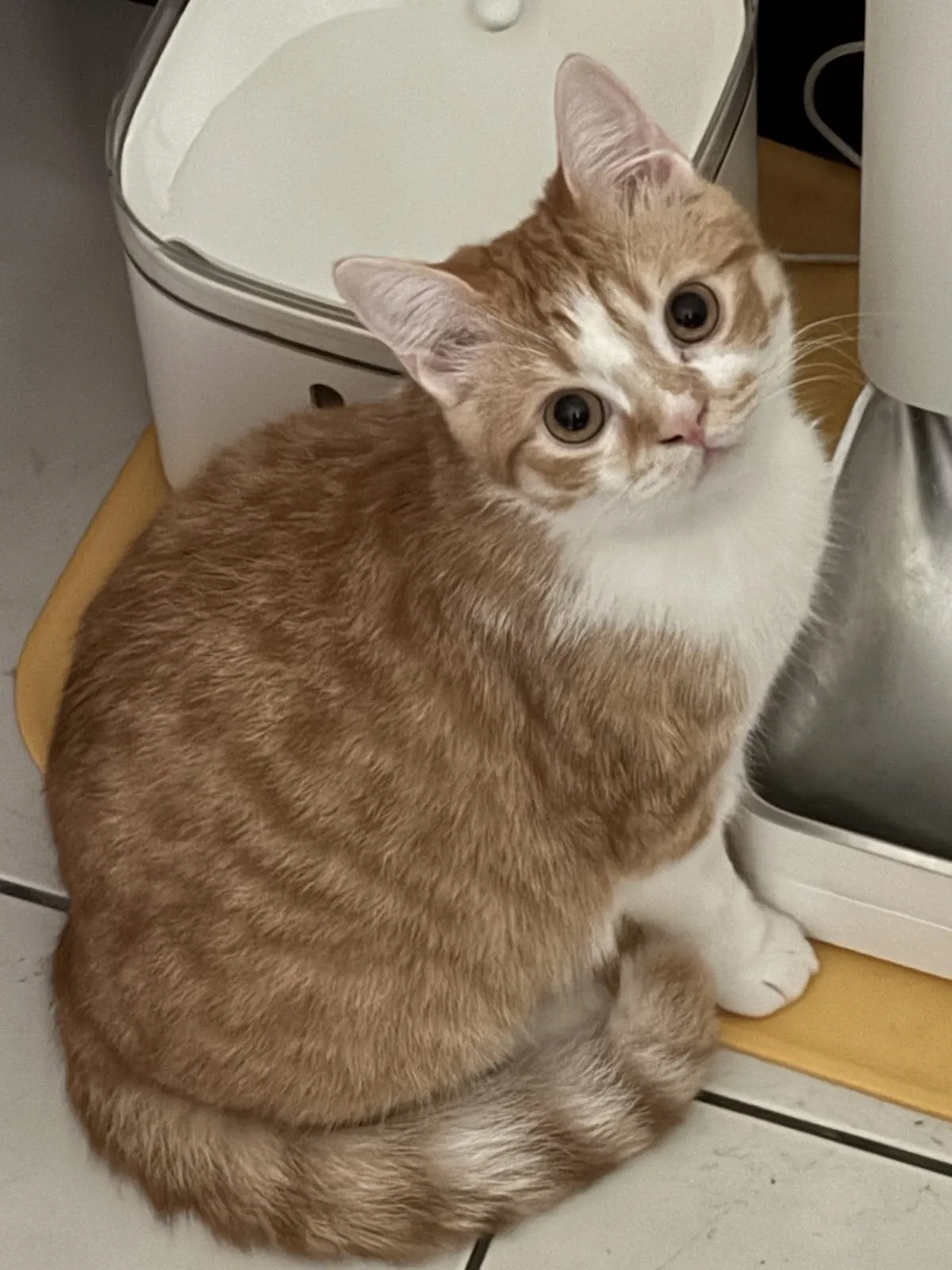 愛心堡動物醫院