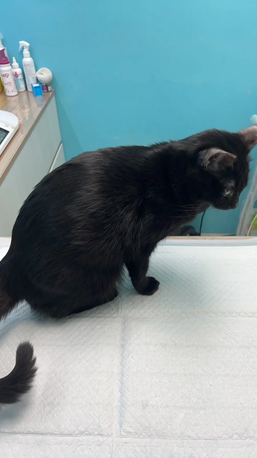 愛心堡動物醫院