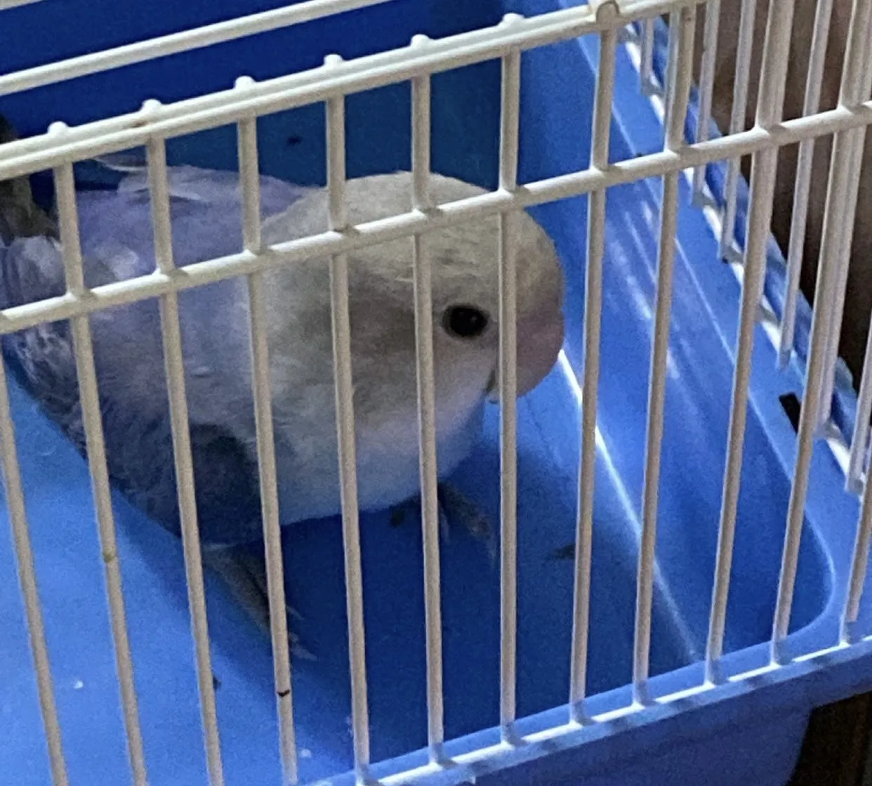 光微動物醫院