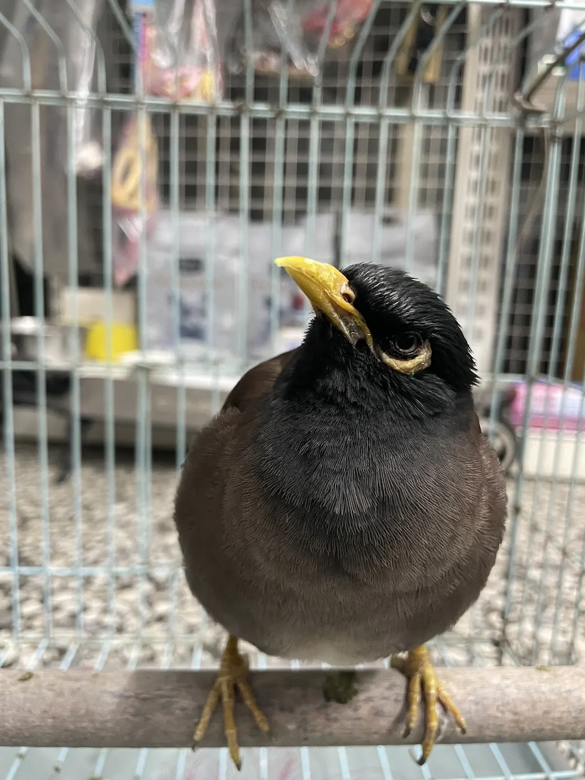 光微動物醫院