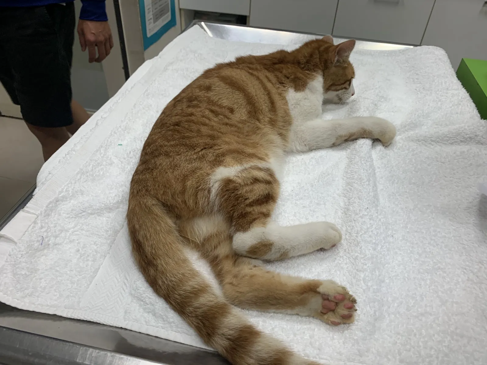 丸三動物醫院-博東總院