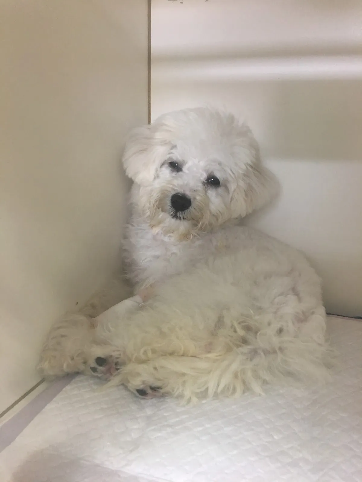 丸三動物醫院-博東總院