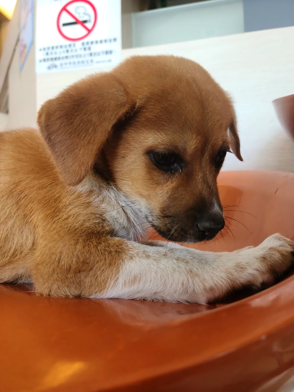 聖愛動物醫院仁化店