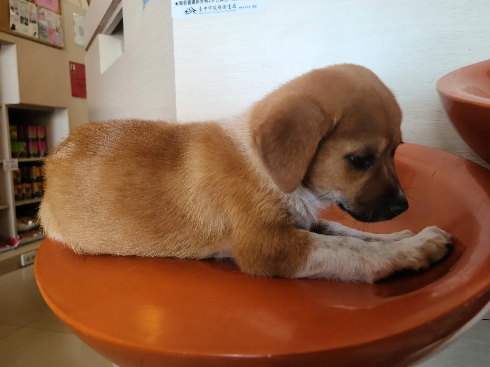 聖愛動物醫院仁化店